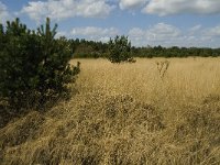 NL, Limburg, Weert, Kruispeel 5, Saxifraga-Jan van der Straaten